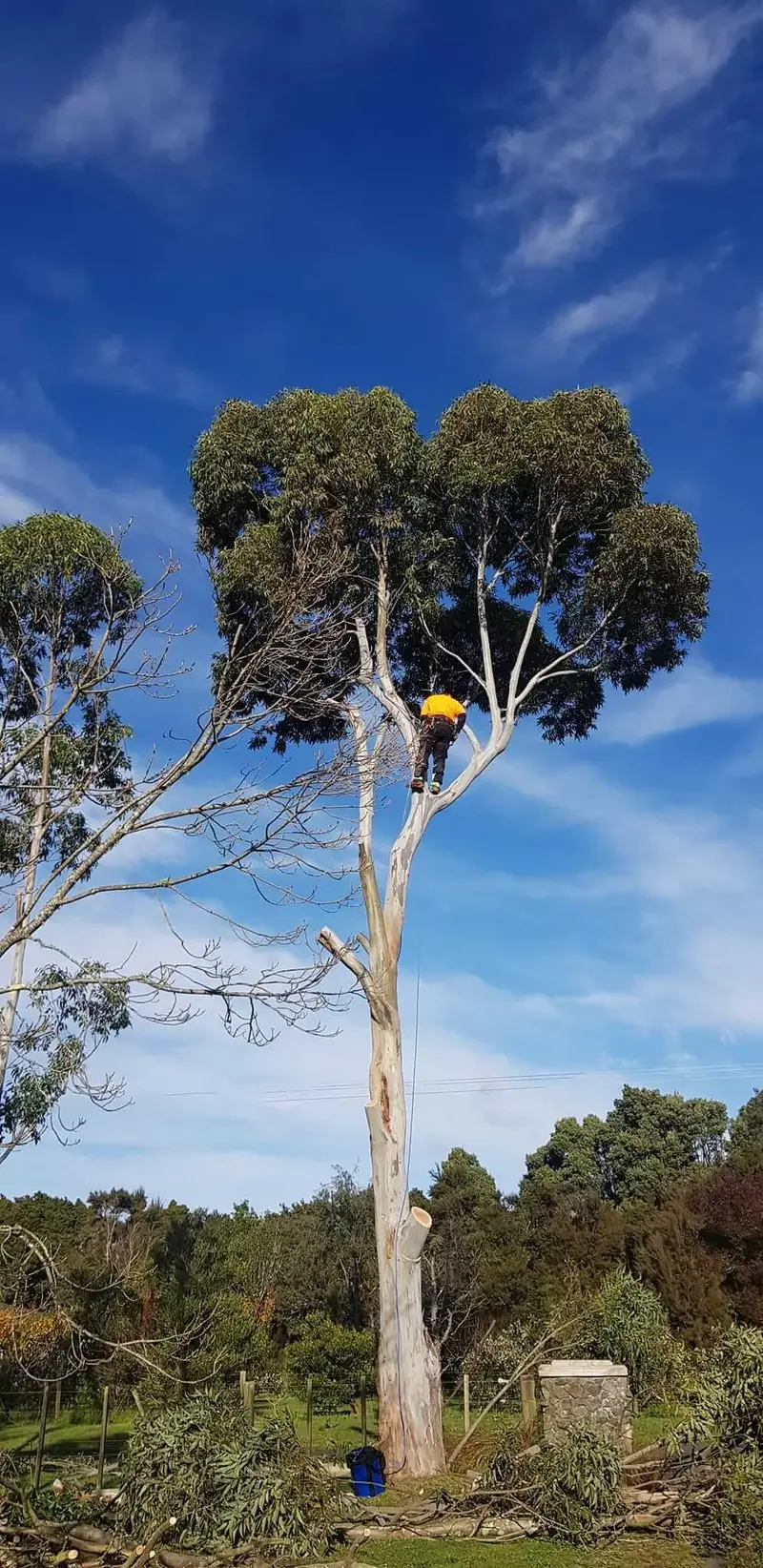 R&J Tree Services project