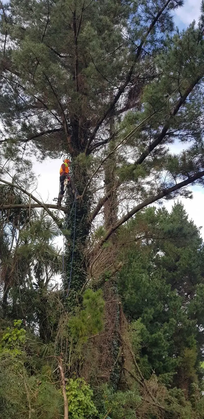 R&J Tree Services project