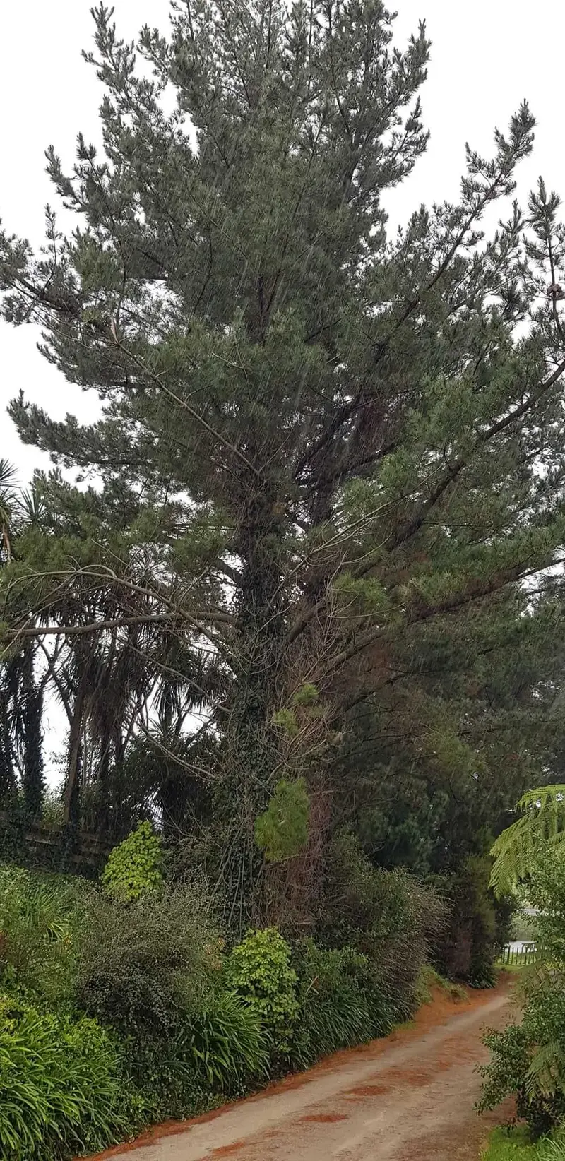 R&J Tree Services project