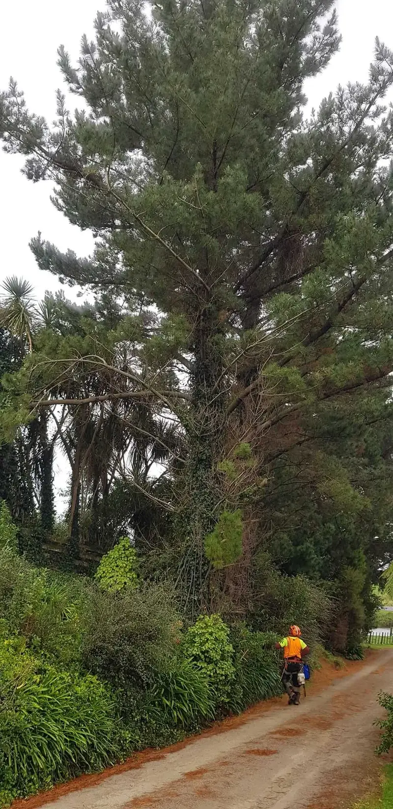 R&J Tree Services project