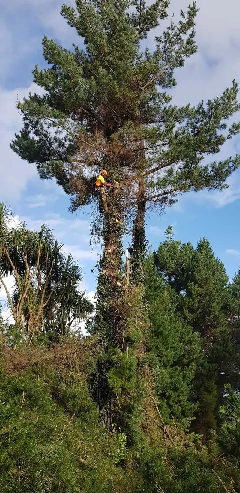 R&J Tree Services project
