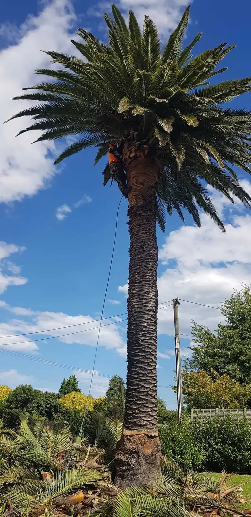 R&J Tree Services project