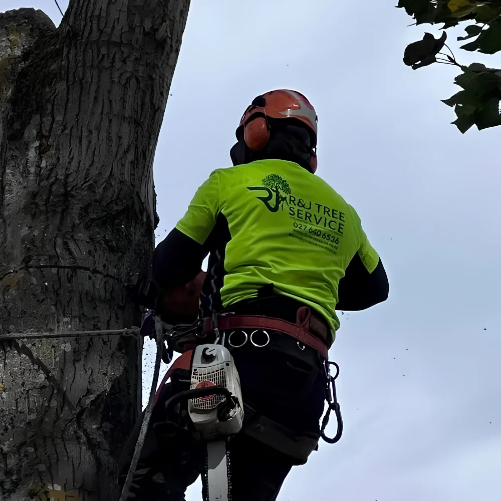 Understanding Tree Care on Your Property