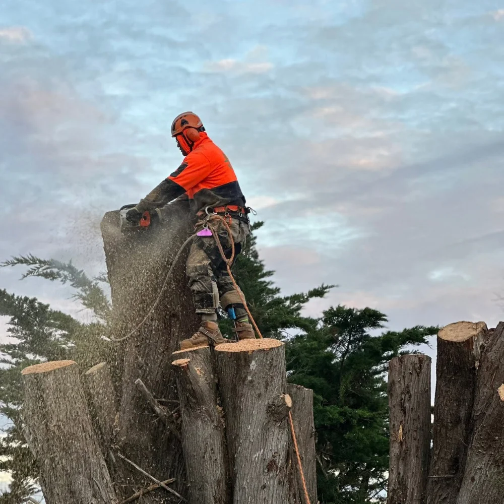 Emergency Tree Services in Wellington: Storm Recovery